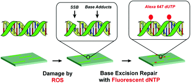 Graphical abstract: Single-molecule visualization of ROS-induced DNA damage in large DNA molecules