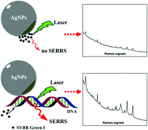 Graphical abstract: Surface-enhanced resonance Raman scattering (SERRS) simulates PCR for sensitive DNA detection