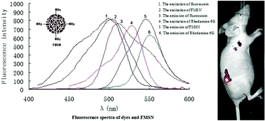 Graphical abstract: Anti-CD155 and anti-CD112 monoclonal antibodies conjugated to a fluorescent mesoporous silica nanosensor encapsulating rhodamine 6G and fluorescein for sensitive detection of liver cancer cells