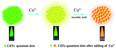 Graphical abstract: Copper ion-induced fluorescence band shift of CdTe quantum dots: a highly specific strategy for visual detection of Cu2+ with a portable UV lamp