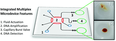 Graphical abstract: A simple integrated microfluidic device for the multiplexed fluorescence-free detection of Salmonella enterica