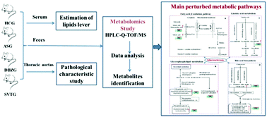 Graphical abstract: The anti-atherosclerotic effect of tanshinol borneol ester using fecal metabolomics based on liquid chromatography-mass spectrometry