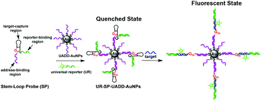 Graphical abstract: Self-assembled biosensor with universal reporter and dual-quenchers for detection of unlabelled nucleic acids