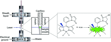 Graphical abstract: Chemical cytometry of thiols using capillary zone electrophoresis-laser induced fluorescence and TMPAB-o-M, an improved fluorogenic reagent