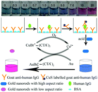 Graphical abstract: A highly sensitive colorimetric metalloimmunoassay based on copper-mediated etching of gold nanorods