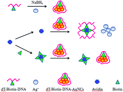 Graphical abstract: Oligonucleotide-stabilized fluorescent silver nanoclusters for the specific and sensitive detection of biotin