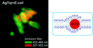 Graphical abstract: A fluorescent nanoprobe for single bacterium tracking: functionalization of silver nanoparticles with tryptophan to probe the nanoparticle accumulation with single cell resolution