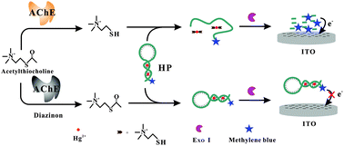 Graphical abstract: Exonuclease I-aided homogeneous electrochemical strategy for organophosphorus pesticide detection based on enzyme inhibition integrated with a DNA conformational switch