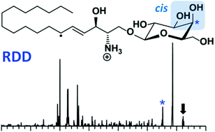 Graphical abstract: Characterization of glycosphingolipid epimers by radical-directed dissociation mass spectrometry