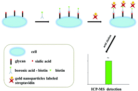 Graphical abstract: Boronic acid recognition based-gold nanoparticle-labeling strategy for the assay of sialic acid expression on cancer cell surface by inductively coupled plasma mass spectrometry