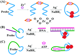 Graphical abstract: A versatile proximity-dependent probe based on light-up DNA-scaffolded silver nanoclusters