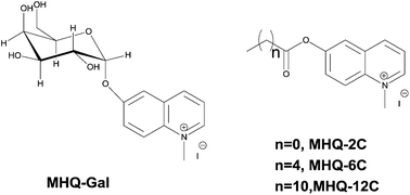 Graphical abstract: Small quinolinium-based enzymatic probes via blue-to-red ratiometric fluorescence