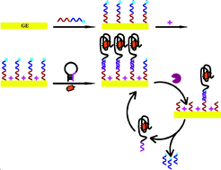 Graphical abstract: Nicking endonuclease-assisted recycling of target–aptamer complex for sensitive electrochemical detection of adenosine triphosphate