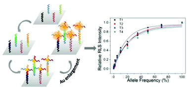 Graphical abstract: Multiple detection of single nucleotide polymorphism by microarray-based resonance light scattering assay with enlarged gold nanoparticle probes