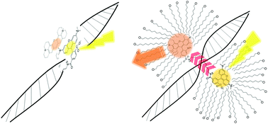 Graphical abstract: Enhanced fluorescent resonant energy transfer of DNA conjugates complexed with surfactants and divalent metal ions