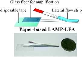 Graphical abstract: An integrated lateral flow assay for effective DNA amplification and detection at the point of care