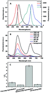 Graphical abstract: A single-bead telomere sensor based on fluorescence resonance energy transfer