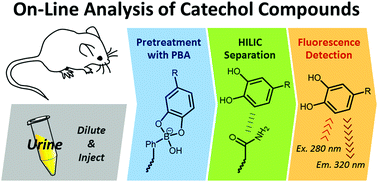 Graphical abstract: Determination of catecholamines and related compounds in mouse urine using column-switching HPLC