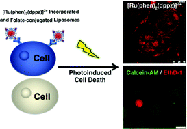 Graphical abstract: Ru(ii) polypyridyl complex-incorporated and folate-conjugated vehicle for cancer cell imaging and photoinduced inactivation