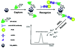 Graphical abstract: A sensitive magnetic nanoparticle-based immunoassay of phosphorylated acetylcholinesterase using protein cage templated lead phosphate for signal amplification with graphite furnace atomic absorption spectrometry detection