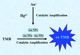 Graphical abstract: Sensitive and selective colorimetric detection of Hg2+ by a Hg2+ induced dual signal amplification strategy based on cascade-type catalytic reactions