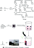 Graphical abstract: Facile one-pot synthesis of β-cyclodextrin-polymer-modified Fe3O4 microspheres for stereoselective absorption of amino acid compounds