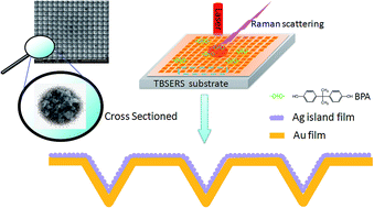 Graphical abstract: Fabrication of a trans-scale bimetallic synergistic enhanced Raman scattering substrate with high surface-enhanced Raman scattering activity