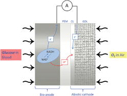 Graphical abstract: A microbial biofuel cell with an air-breathing cathode for in vivo glucose sensing applications