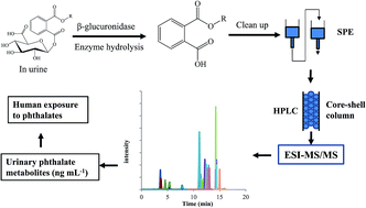 Graphical abstract: Determination of 18 phthalate metabolites in human urine using a liquid chromatography-tandem mass spectrometer equipped with a core–shell column for rapid separation