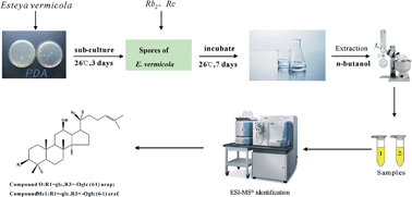 Graphical abstract: A tractable method for the preparation of the ginsenoside compounds O and Mc1