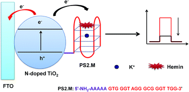 Graphical abstract: A photoelectrochemical sensor through quenching of photoinduced electrons based on a G-quadruplex/hemin complex