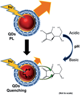 Graphical abstract: A continuous method incorporating β-cyclodextrin modified CdSe/ZnS quantum dots for determination of ascorbic acid