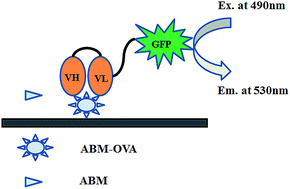 Graphical abstract: Development of a fluorescence-linked immunosorbent assay for detection of avermectins using a fluorescent single-domain antibody