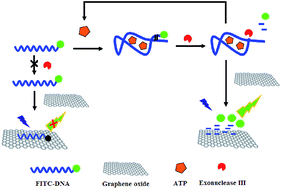 Graphical abstract: A novel exonuclease III-aided amplification assay based on a graphene platform for sensitive detection of adenosine triphosphate
