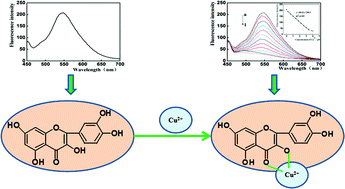 Graphical abstract: A natural quercetin-based fluorescent sensor for highly sensitive and selective detection of copper ions