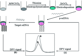 Graphical abstract: A label-free electrochemical DNA sensor based on ZrO2/poly(thionine)/CNT modified electrode and its application for detecting CaMV35S transgene gene sequence