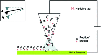 Graphical abstract: Synthetic enzyme supercomplexes: co-immobilization of enzyme cascades