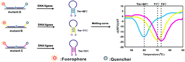 Graphical abstract: Melting temperature of molecular beacons as an indicator of the ligase detection reaction for multiplex detection of point mutations