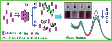 Graphical abstract: The use of DNA self-assembled gold nano-rods for novel analysis of lead and/or mercury in drinking water