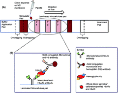 Graphical abstract: A colloidal gold-based lateral flow immunoassay for direct determination of haemoglobin A1c in whole blood