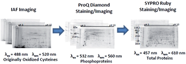 Graphical abstract: Multiplexing strategy for simultaneous detection of redox-, phospho- and total proteome – understanding TOR regulating pathways in Chlamydomonas reinhardtii