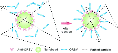 Graphical abstract: Detection of orchid viruses by analyzing Brownian diffusion of nanobeads and virus–immunobead association