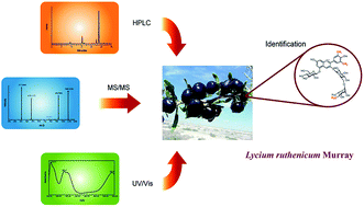 Graphical abstract: Characterization of anthocyanins in wild Lycium ruthenicum Murray by HPLC-DAD/QTOF-MS/MS