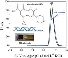 Graphical abstract: Voltammetric determination of ciprofloxacin in urine samples and its interaction with dsDNA on a cathodically pretreated boron-doped diamond electrode