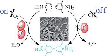 Graphical abstract: Colorimetric detection of mercury ions using MnO2 nanorods as enzyme mimics