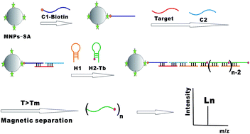 Graphical abstract: ICP-MS DNA assay based on lanthanide labels and hybridization chain reaction amplification