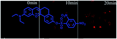 Graphical abstract: A long-wavelength fluorescent turn-on probe for video detection of biological thiols in living cells