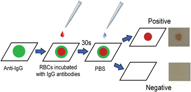 Graphical abstract: Indirect antiglobulin paper test for red blood cell antigen typing by flow-through method