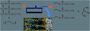 Graphical abstract: A flow-through enzymatic microreactor for the rapid conversion of triacylglycerols into fatty acid ethyl ester and fatty acid methyl ester derivatives for GC analysis