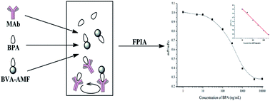 Graphical abstract: A fluorescence polarization immunoassay method for detection of the bisphenol A residue in environmental water samples based on a monoclonal antibody and 4′-(aminomethyl)fluorescein